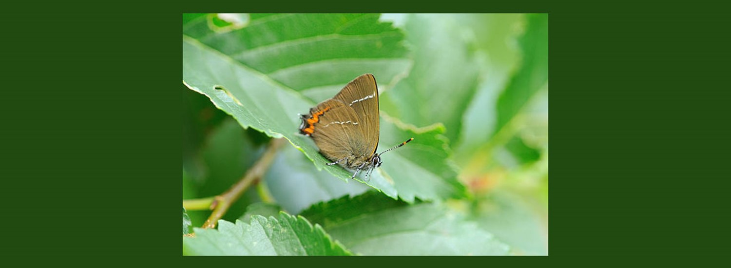 Elm leaf