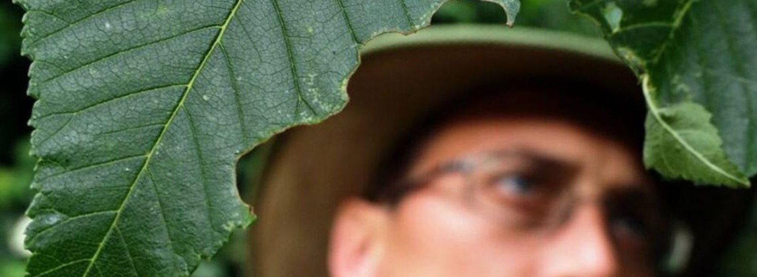 close up of elm leaf