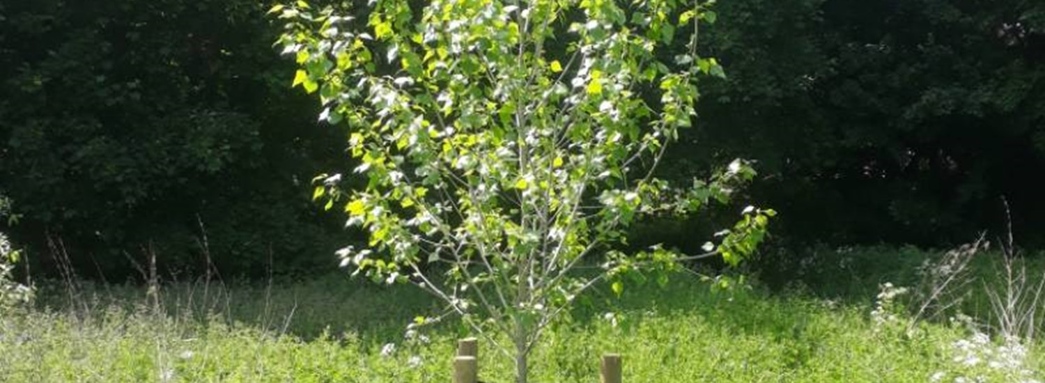 Poplar sapling