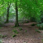 Town Hall Talks for Two Million Trees Trees